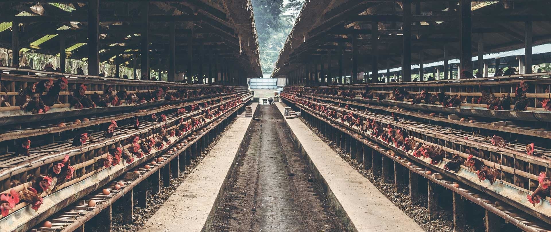 Kaliteli Yem, Sağlıklı Sürü